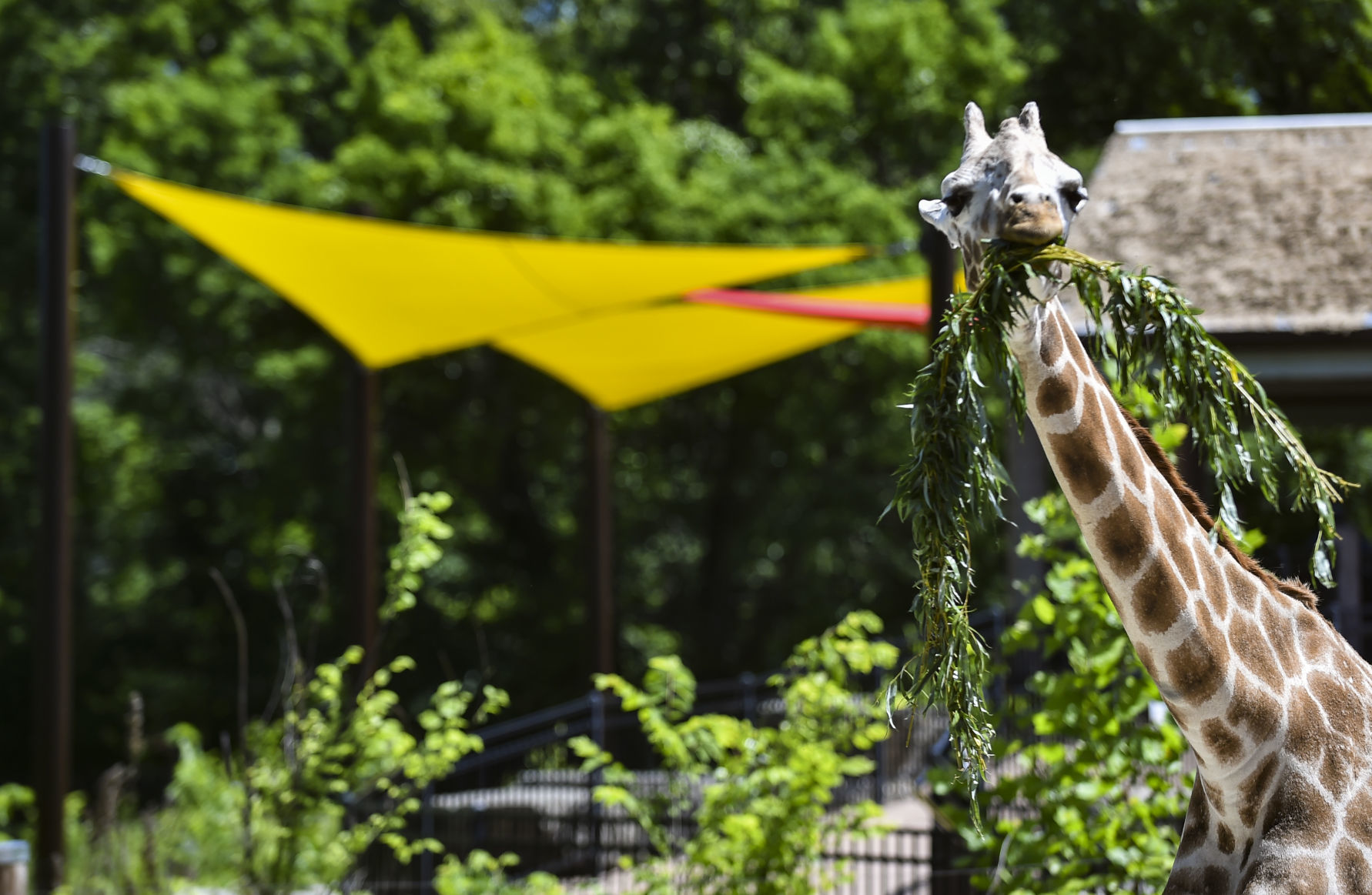 060619-mda-nws-giraffes-6.jpg